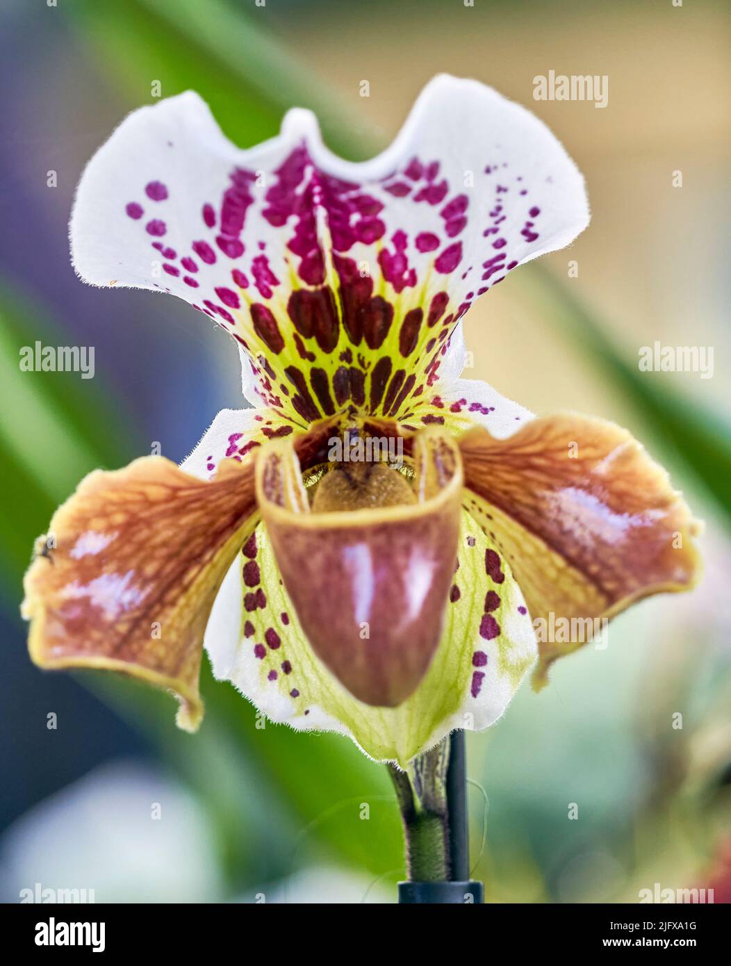 Colorful and exsotic orchid flowers in full blossom. Stock Photo