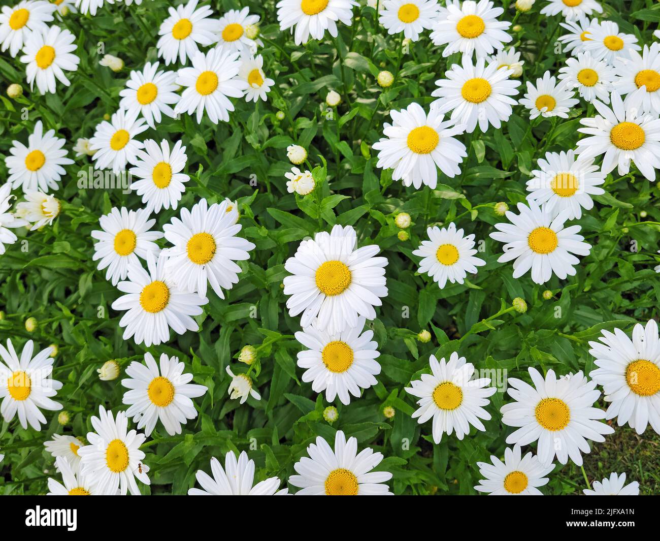 Close up of fresh white daisies in a summer garden Stock Photo