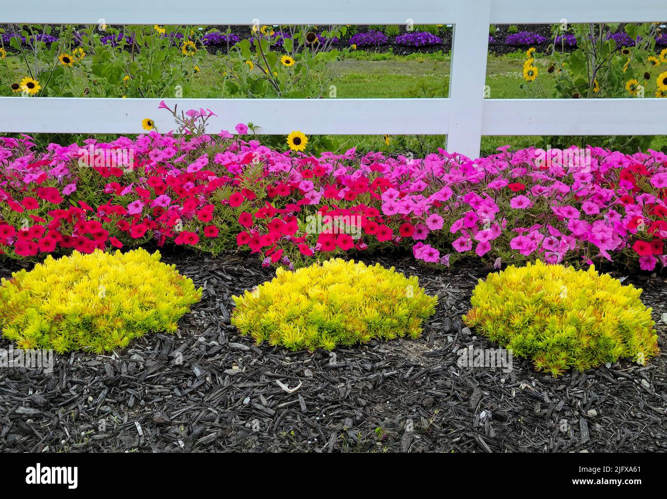 Bright pink and red petunias with sedum in garden Stock Photo Alamy