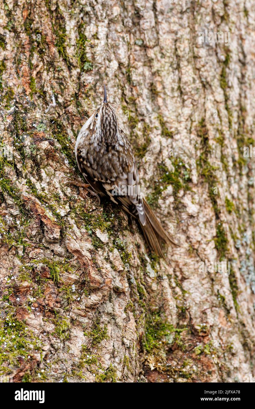 01313-00207 Brown Creeper (Certhia americana) on side of a tree Marion Co. IL Stock Photo