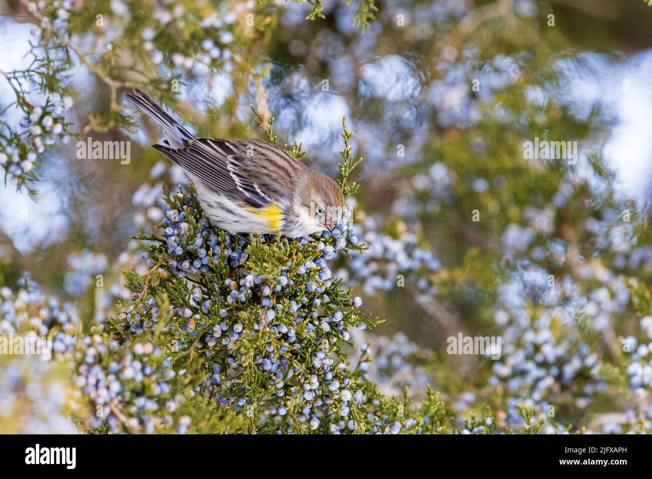 01471-00903 Yellow-rumped Warbler (Setophaga coronata) in winter eating cedar berries from Red Cedar (Juniperus virginiana) tree Marion Co. IL Stock Photo