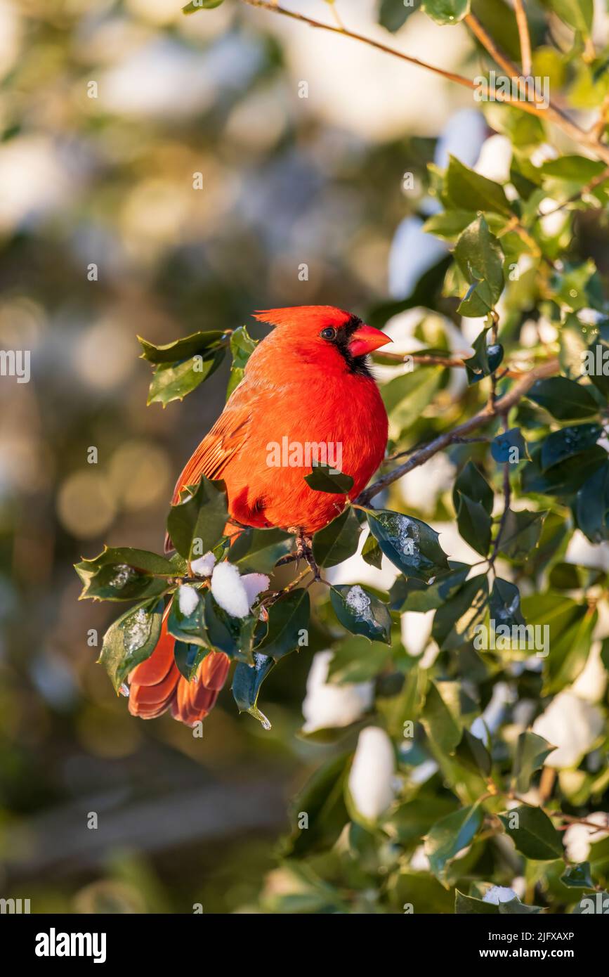 01530-25913 Northern Cardinal (Cardinalis cardinalis) male in American Holly tree (Ilex opaca) in winter Marion Co. IL Stock Photo