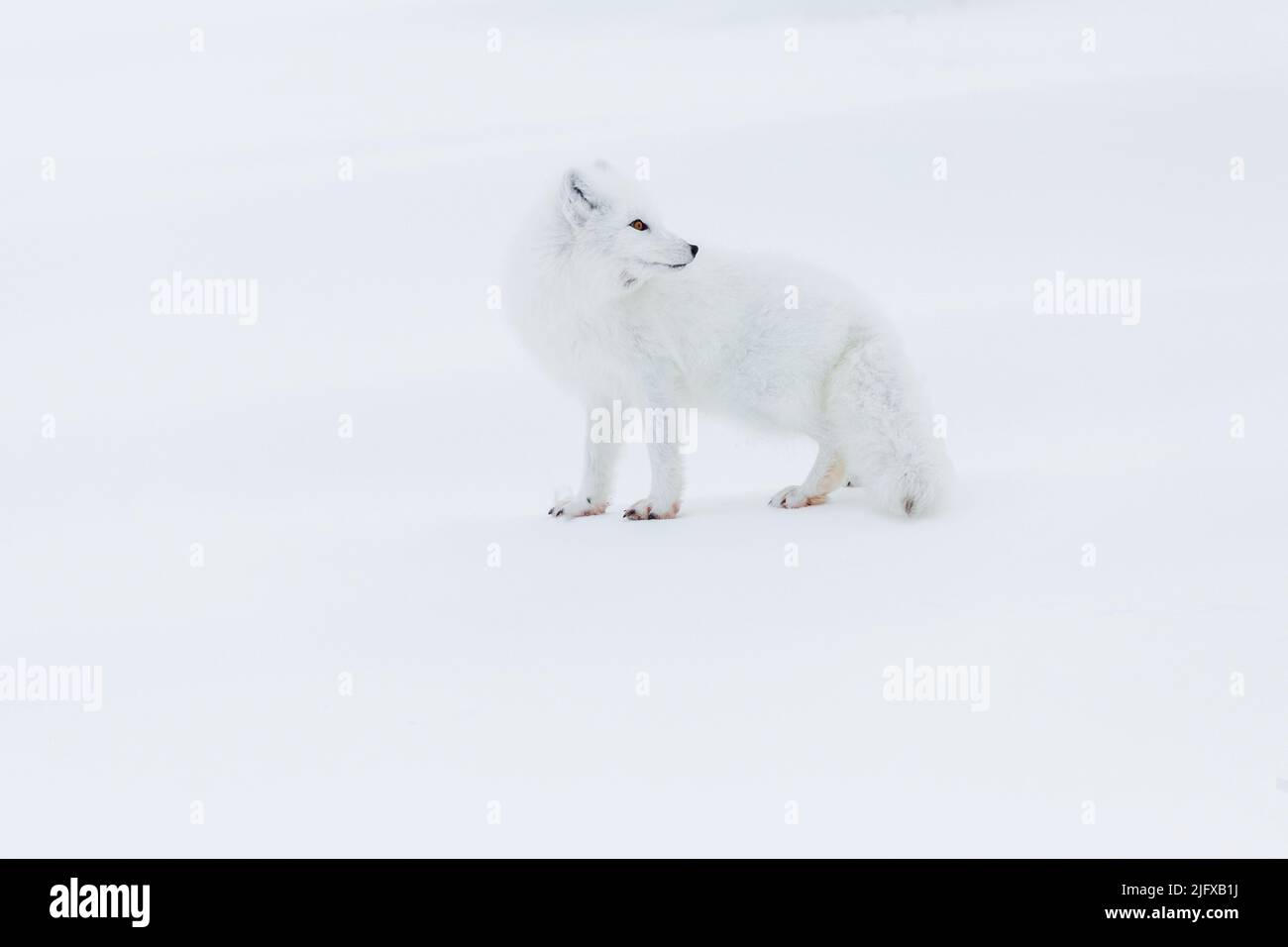 01863-01802 Arctic Fox (Vulpes lagopus) Churchill Wildlife Management Area Churchill MB Canada Stock Photo