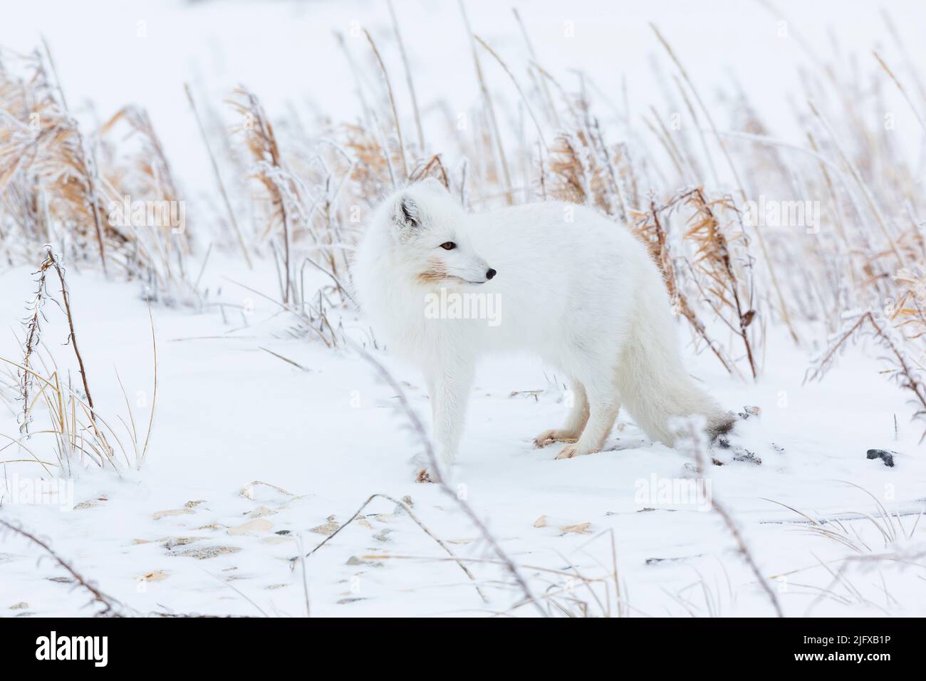 01863-01803 Arctic Fox (Vulpes lagopus) Churchill Wildlife Management Area Churchill MB Canada Stock Photo