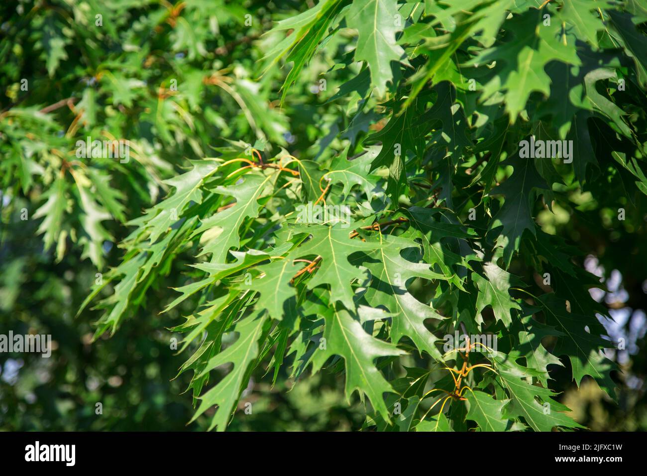 American red oak (Quercus rubra) Stock Photo