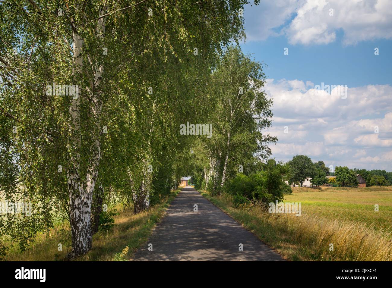 Birch alley, Oder-Neisse Cycle Route, Lusatia, Germany Stock Photo