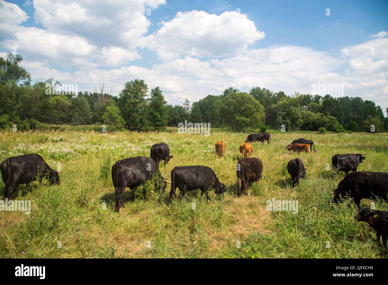 Free-range cattle, Oder-Neisse Cycle Route, Lusatia, Germany Stock Photo