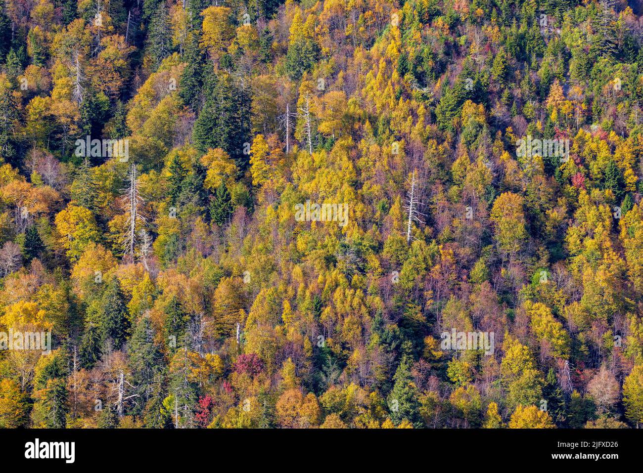 66745-05217 Fall color trees along Newfound Gap Road Great Smoky Mountains National Park TN Stock Photo