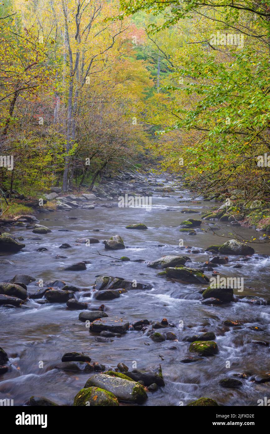 66745-05312 Middle Prong of the Little River in fall Great Smoky Mountains National Park TN Stock Photo