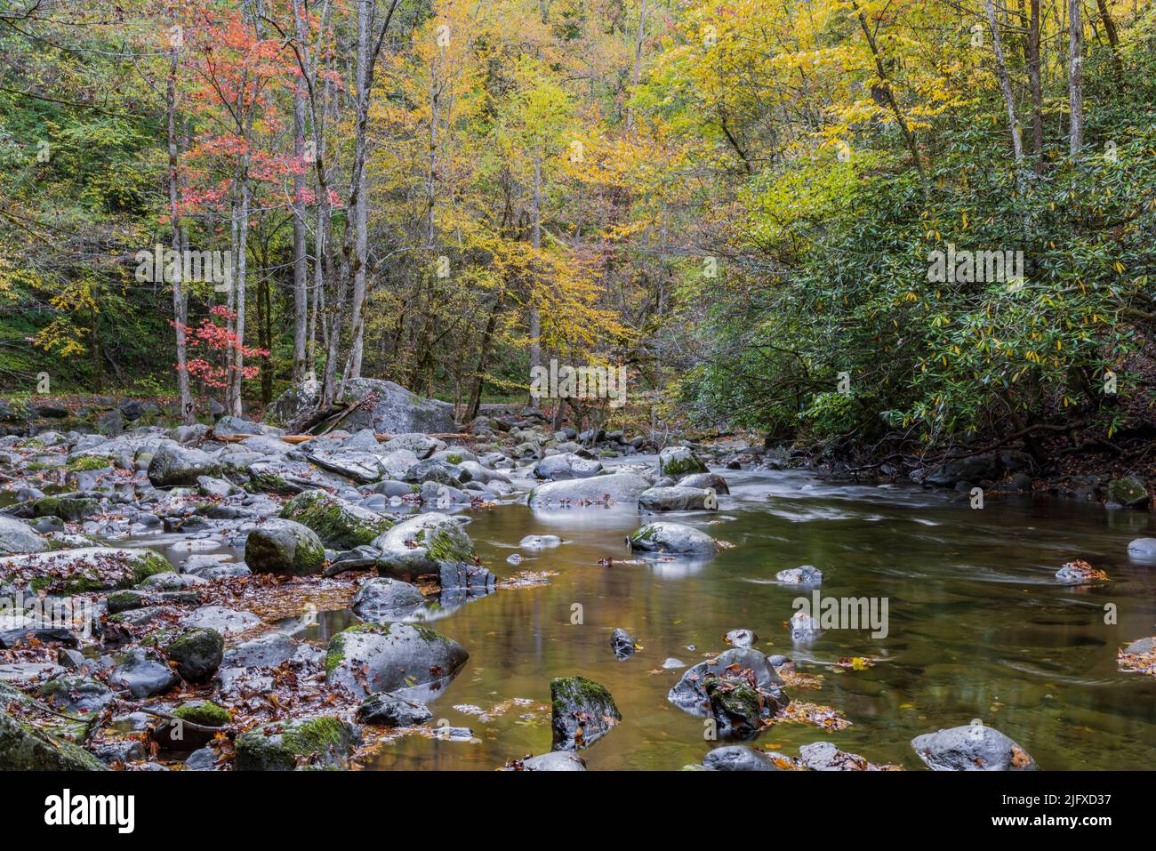 66745-05412 Middle Prong of the Little River in fall Great Smoky Mountains National Park TN Stock Photo