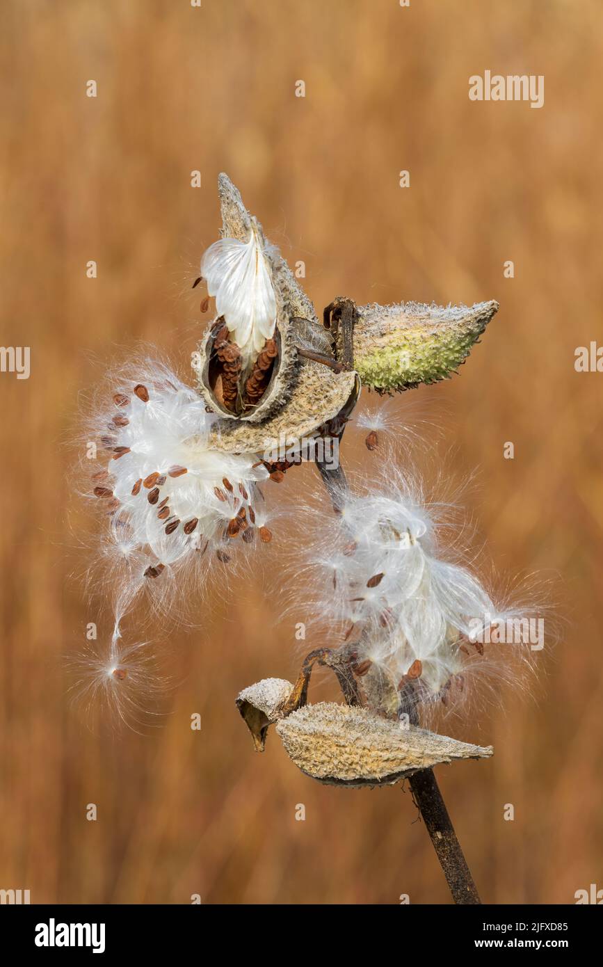 63863-03309 Common Milkweed (Asclepias syriaca) seed pods opening up in fall Marion Co. IL Stock Photo