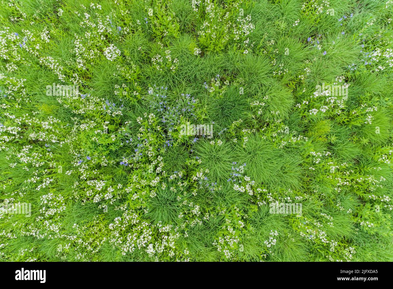 63899-05807 Aerial of field of Penstemon and Virginia Spiderwort (Tradescantia virginiana) in prairie Sam Parr State Park Jasper Co. IL Stock Photo