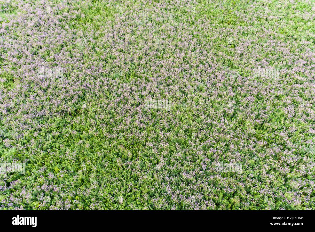 63899-05612 Aerial of a prairie with Showy Tick Trefoil (Desmodium canadense) in bloom Prairie Ridge State Natural Area Marion Co. IL Stock Photo