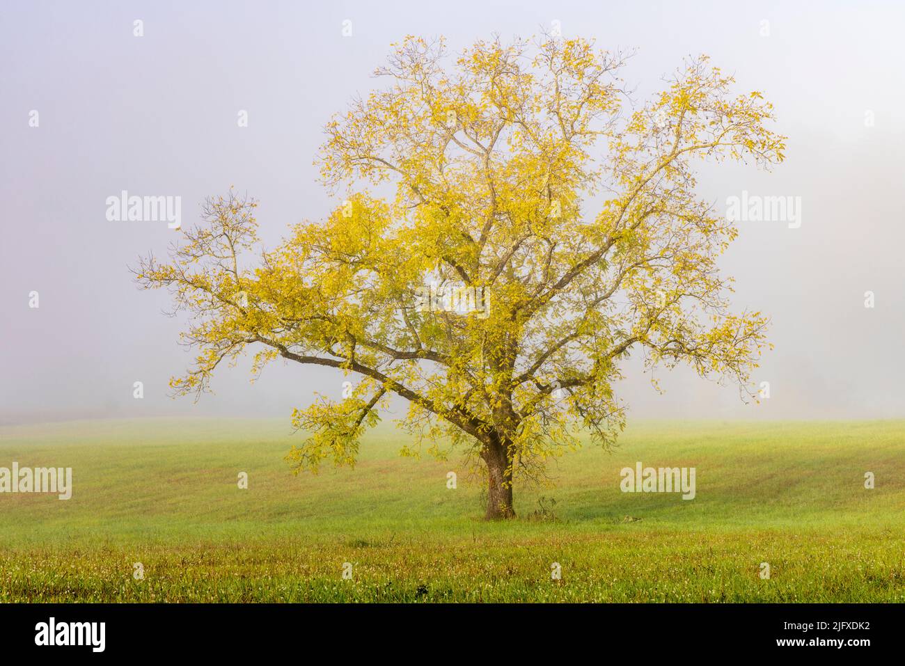 66745-05104 Walnut tree in fall and fog Cades Cove Great Smoky Mountains National Park TN Stock Photo