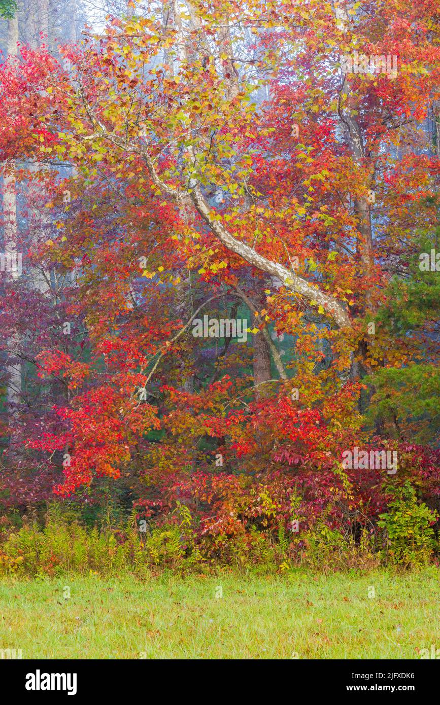 66745-05112 Fall color trees and Sycamore tree in fall and fog Cades Cove Great Smoky Mountains National Park TN Stock Photo