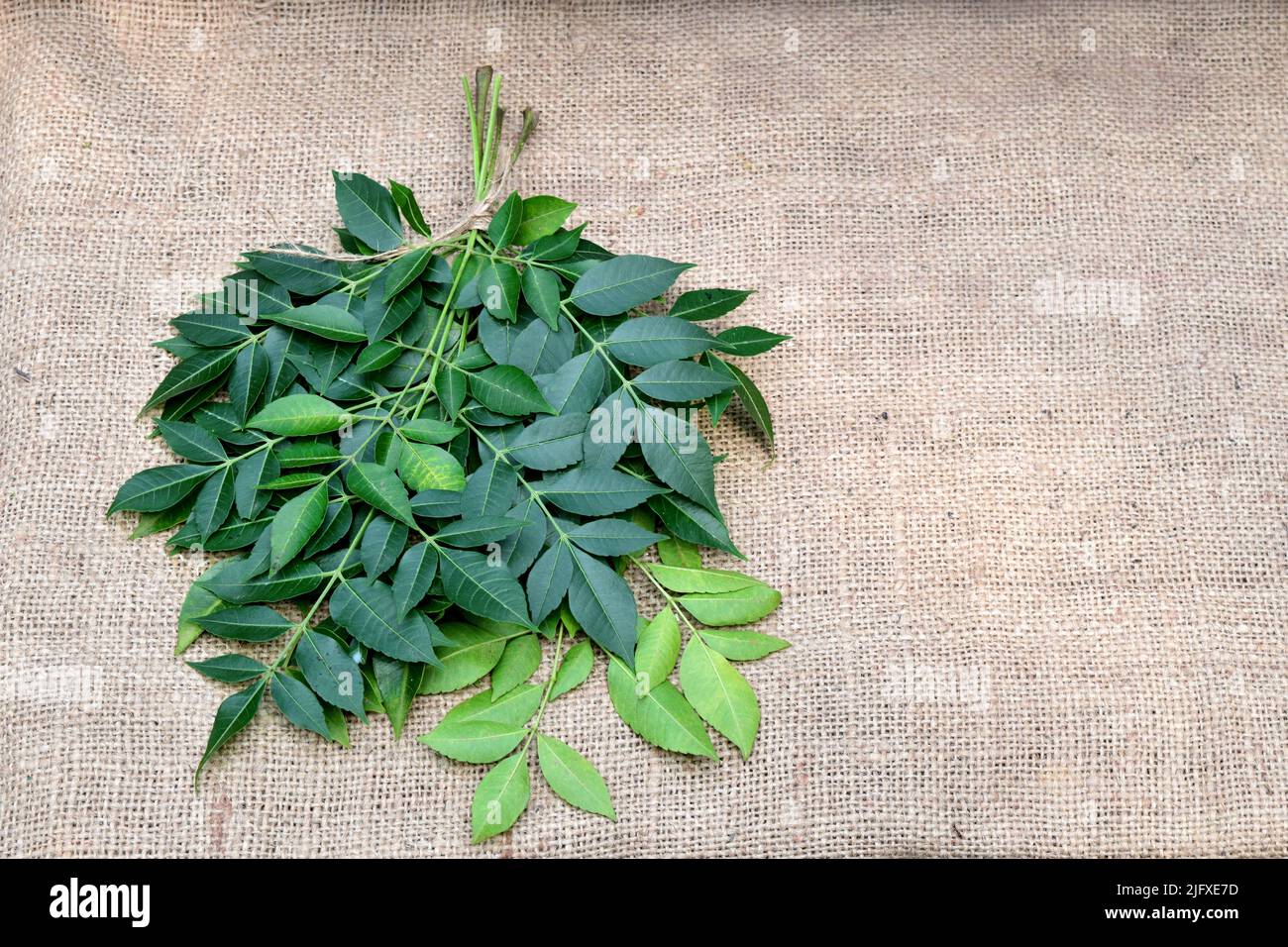 Neem leaves on jute fabric background with emtry space. Neem's Scientific name is Azadirachta Indica. Neem tree's known as Nim or Margosa Stock Photo