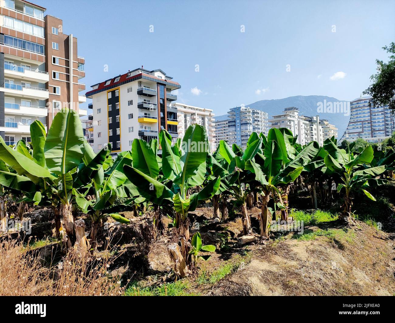 Concept of harmonious fusion of city and nature. Tall modern houses on background of banana palms and mountains.  Stock Photo
