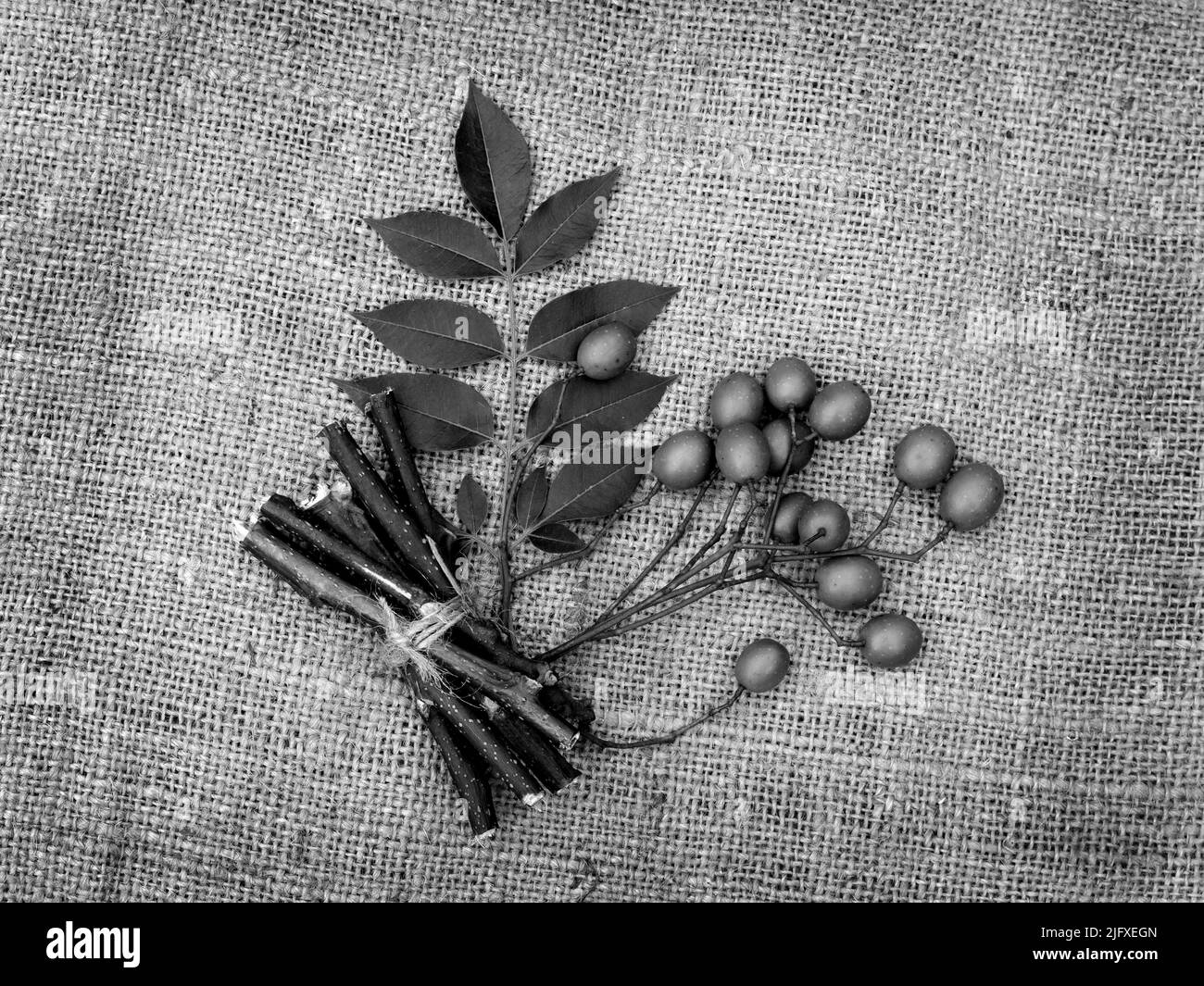 Neem leaves,  fruits, and stems on jute fabric background. Medicinal neem seeds, leaf, branches for homeopathy, ayurveda traditional raw material Stock Photo
