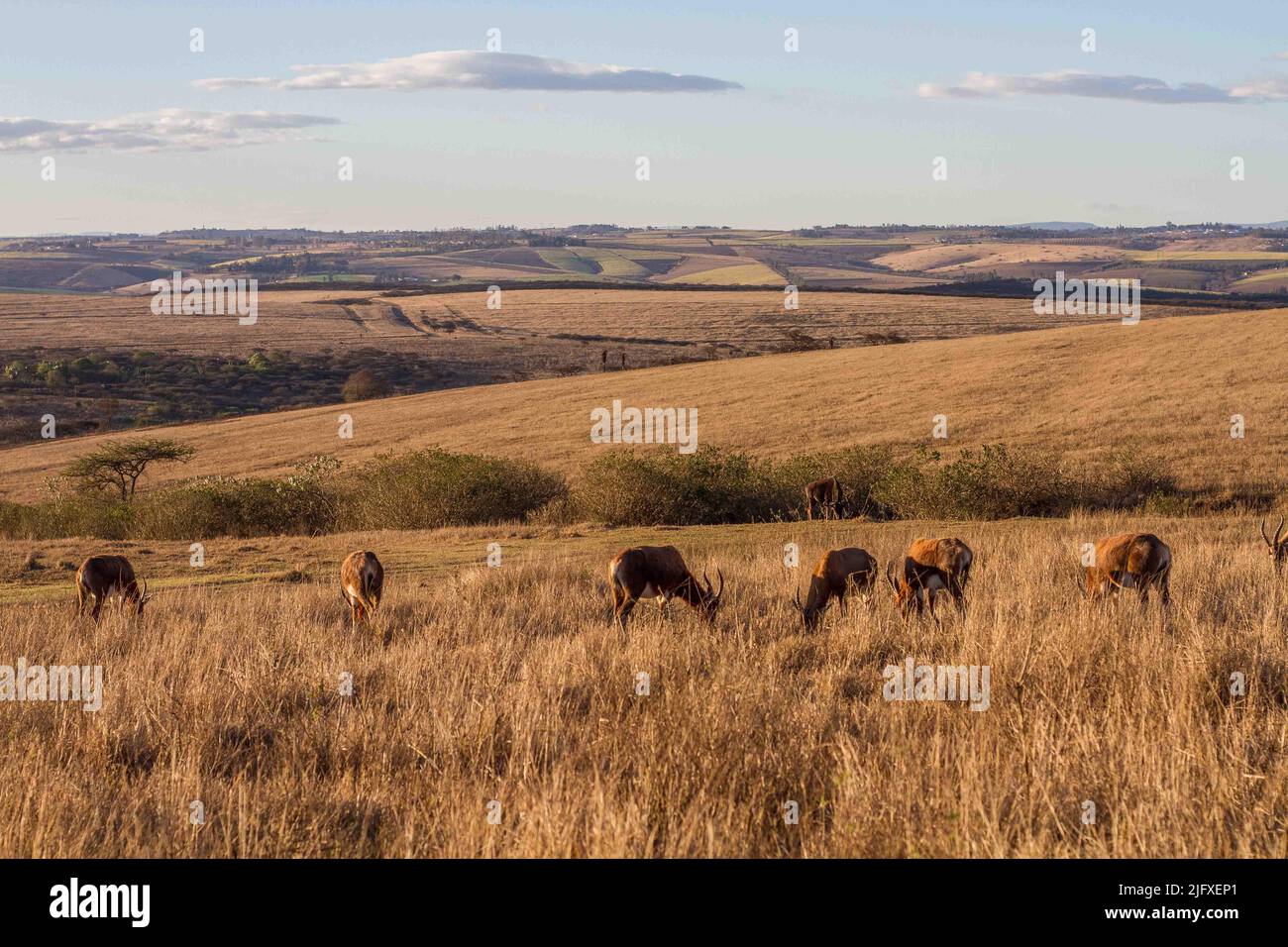 Springbok At Game Reserve in Durban South Africa Stock Photo Alamy