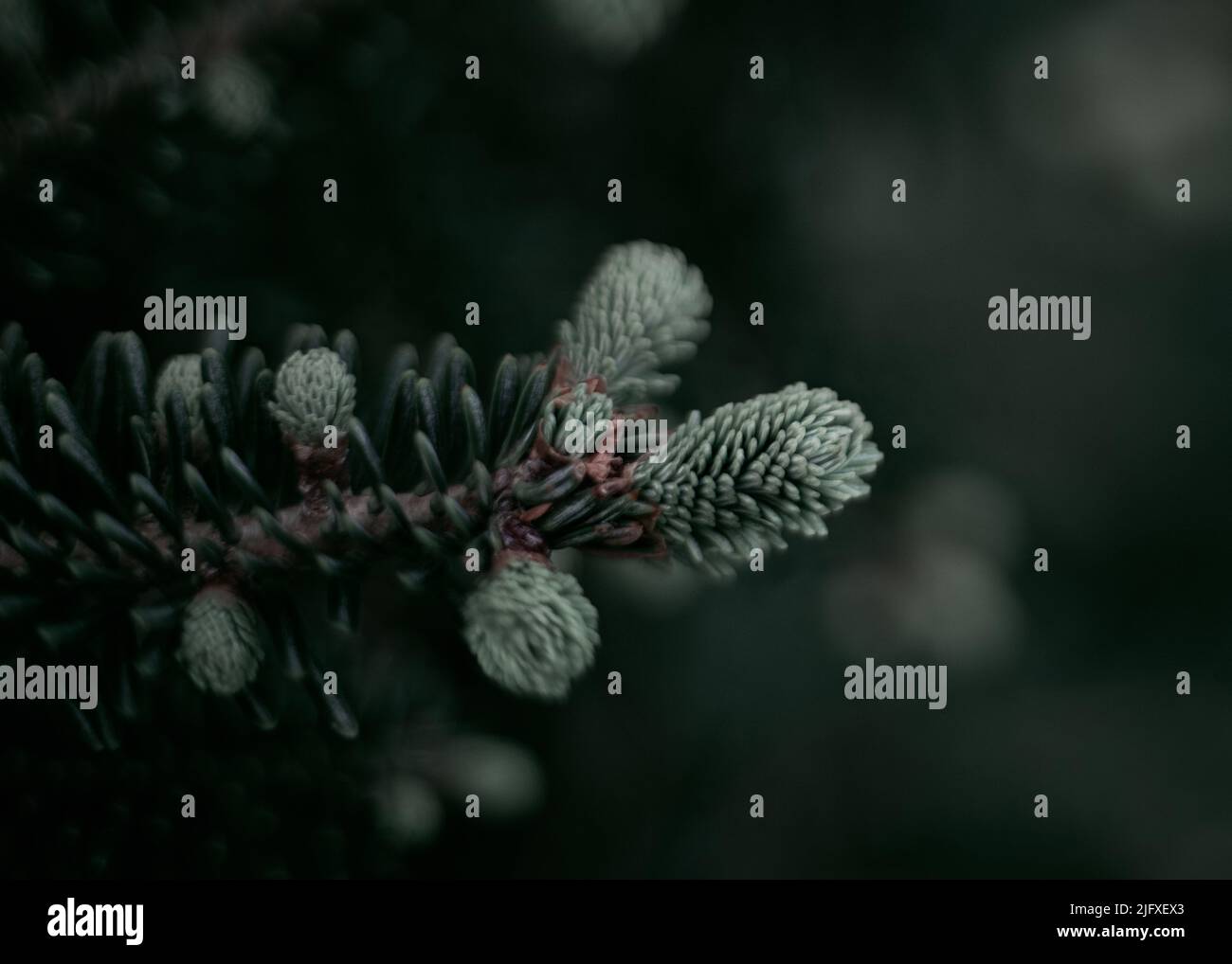 Pine, blister pine, macro, nature, green, plnats, plant Stock Photo Alamy