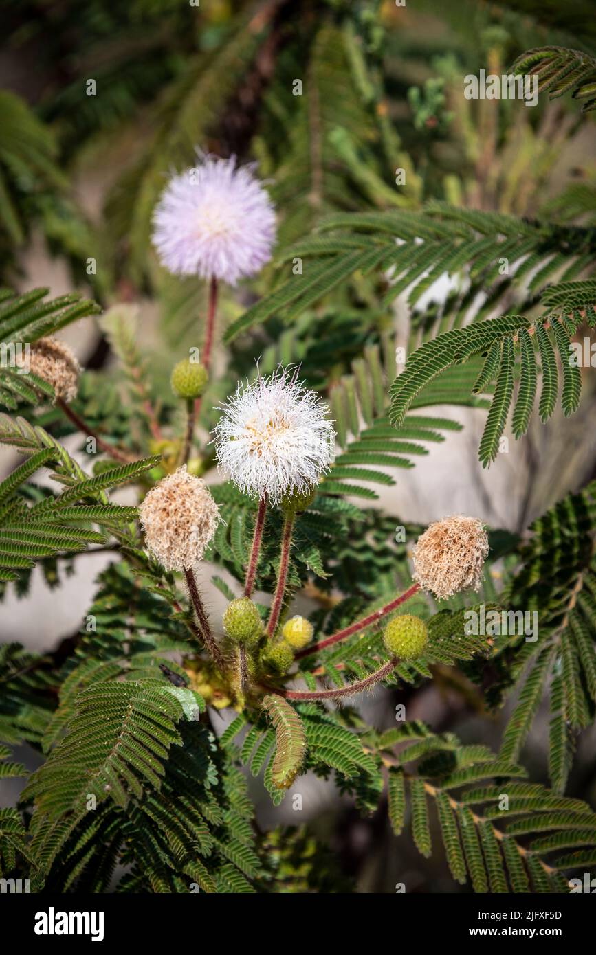 Beautiful view to pink cerrado flower in Chapada dos Veadeiros Stock Photo