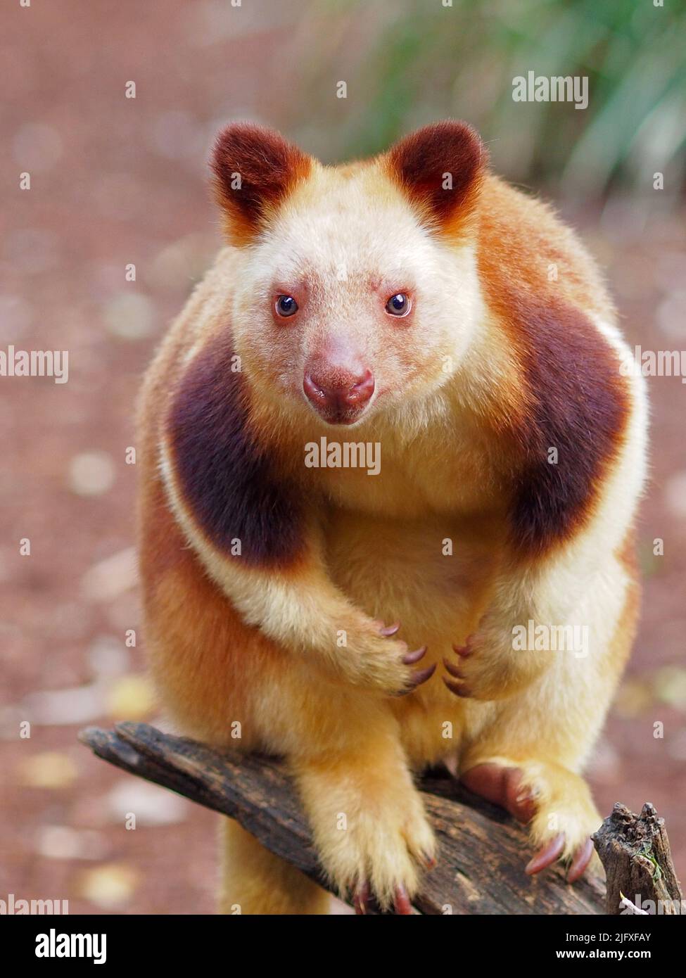 A closeup portrait of a charming engaging male Goodfellows Tree-Kangaroo. Stock Photo