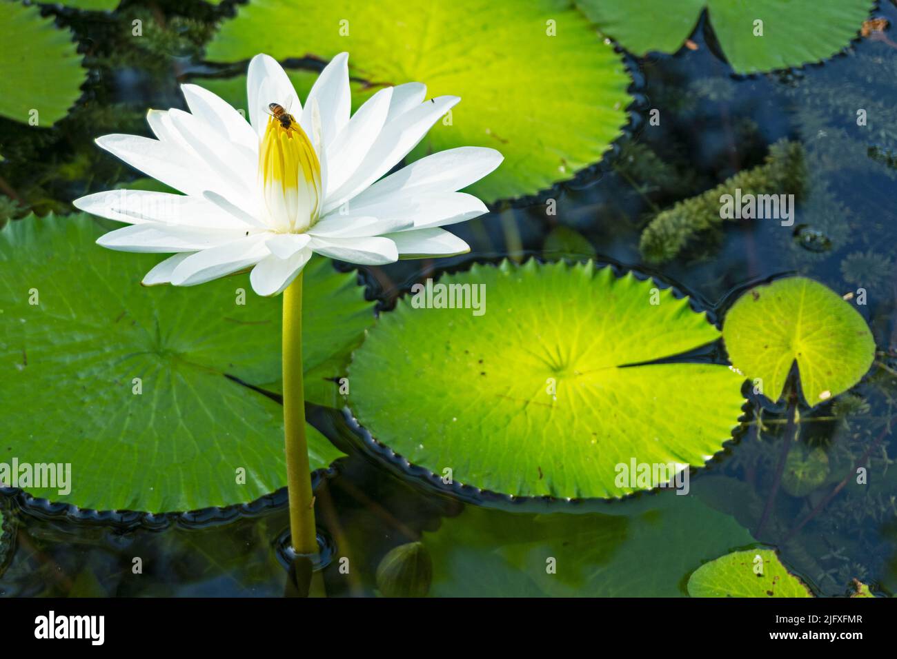 White lotus with yellow pollen on the surface of the pond Stock Photo