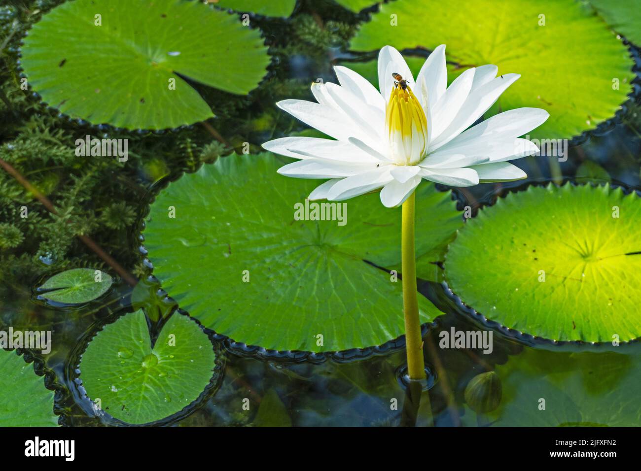 White lotus with yellow pollen on the surface of the pond Stock Photo