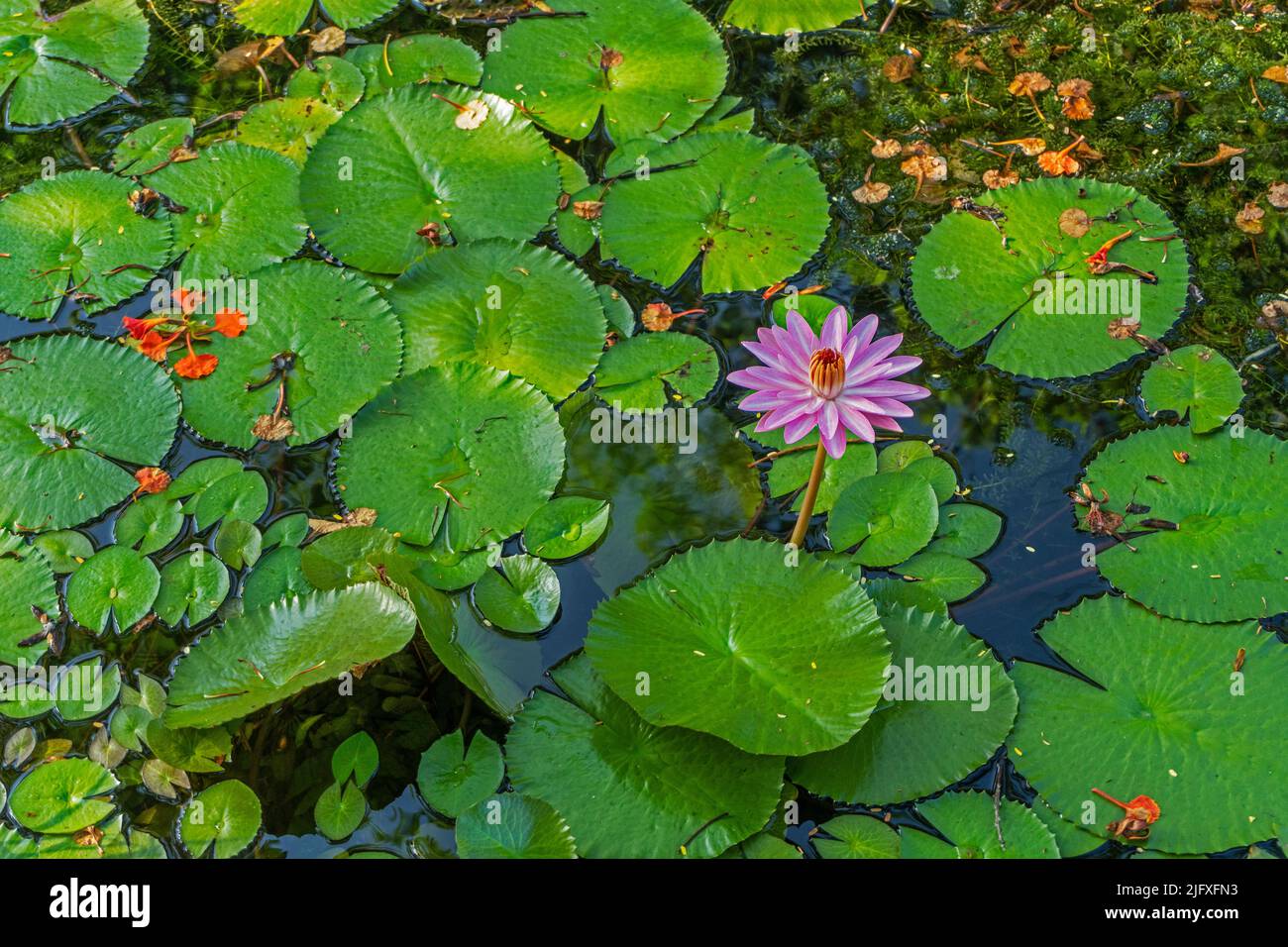 purple lotus with yellow pollen on the surface of the pond Stock Photo