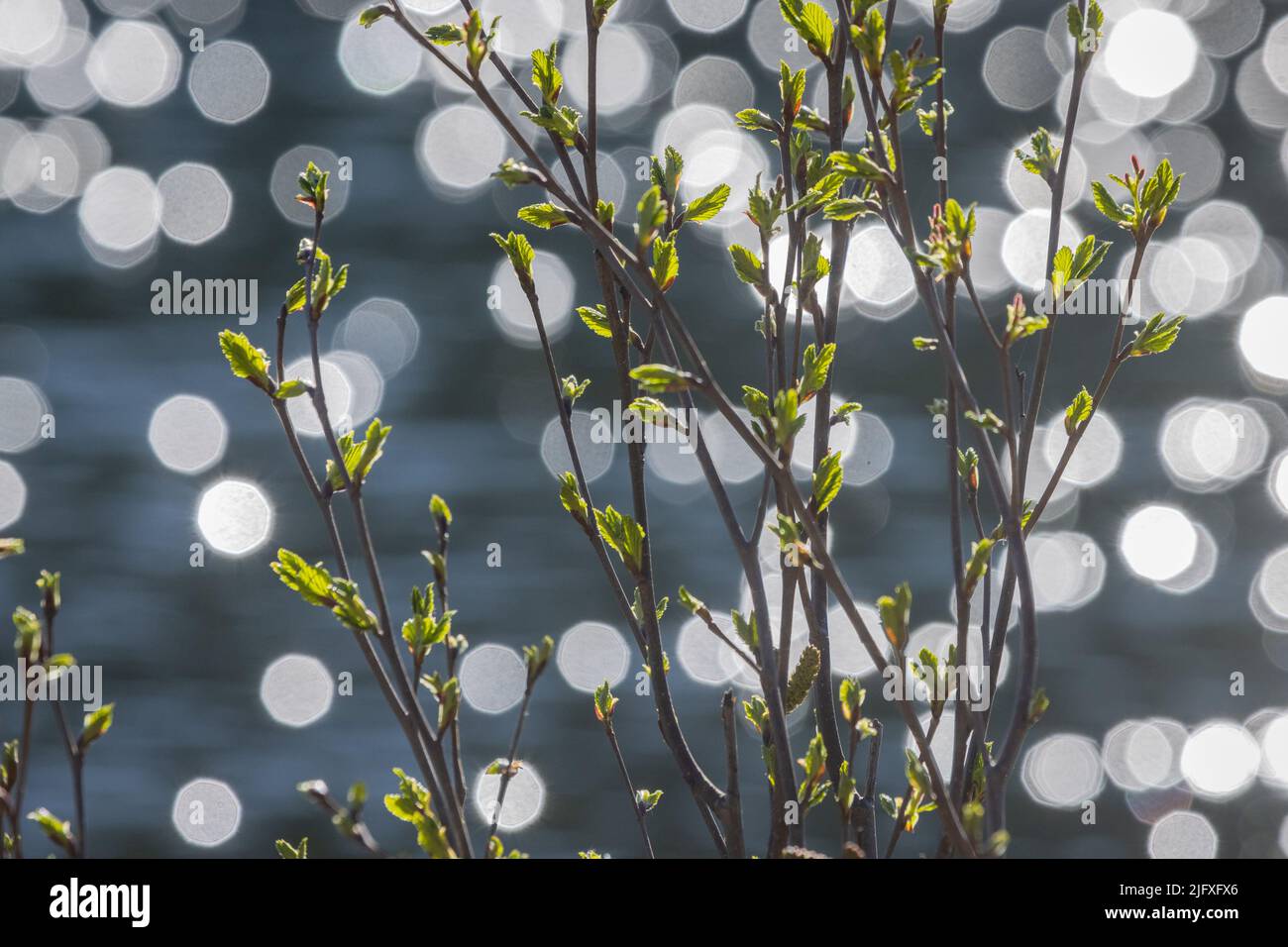 Green sprouts growing from tree branches in early spring with a lens roind light background. Eclectic feeling of plants growing. Stock Photo