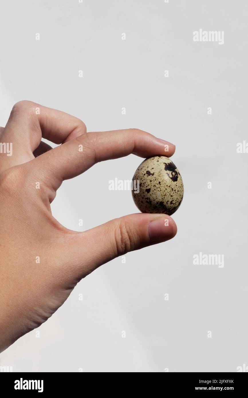 quail egg,egg food, breakfast, egg Stock Photo