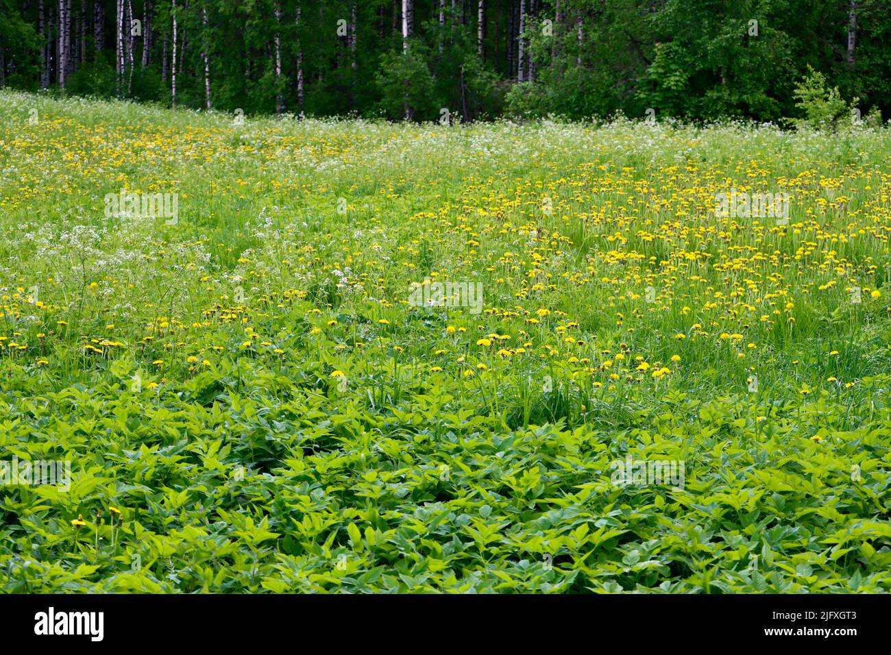 Meadow with wild flowers in Uukuniemi, Eastern Finland Stock Photo