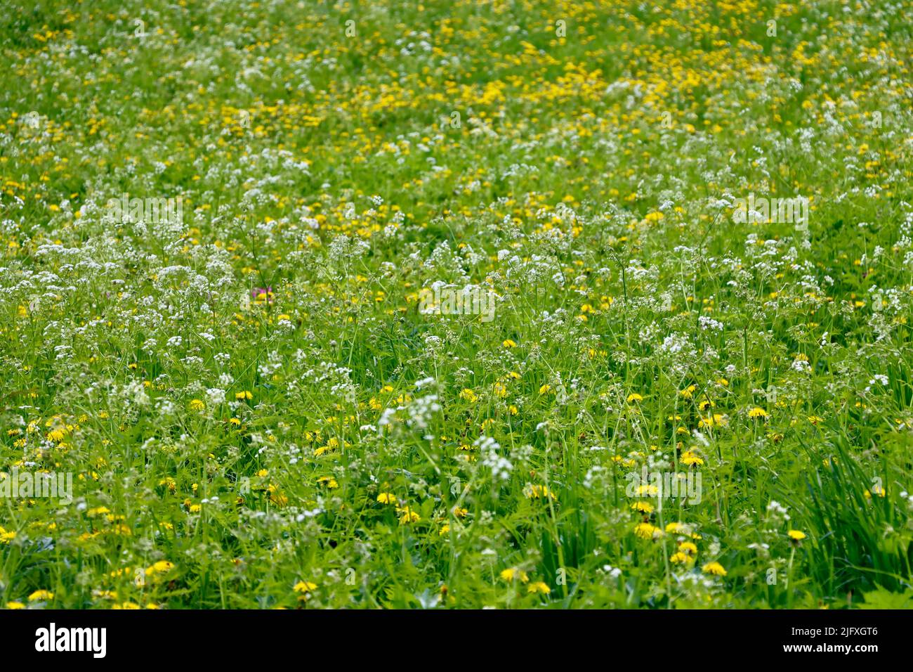 Meadow with wild flowers in Uukuniemi, Eastern Finland Stock Photo
