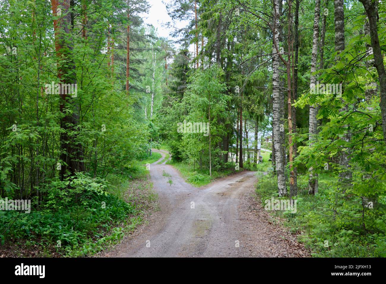 A fork in country dirt road through forest in Uukuniemi in Eastern Finland in June 2022 Stock Photo