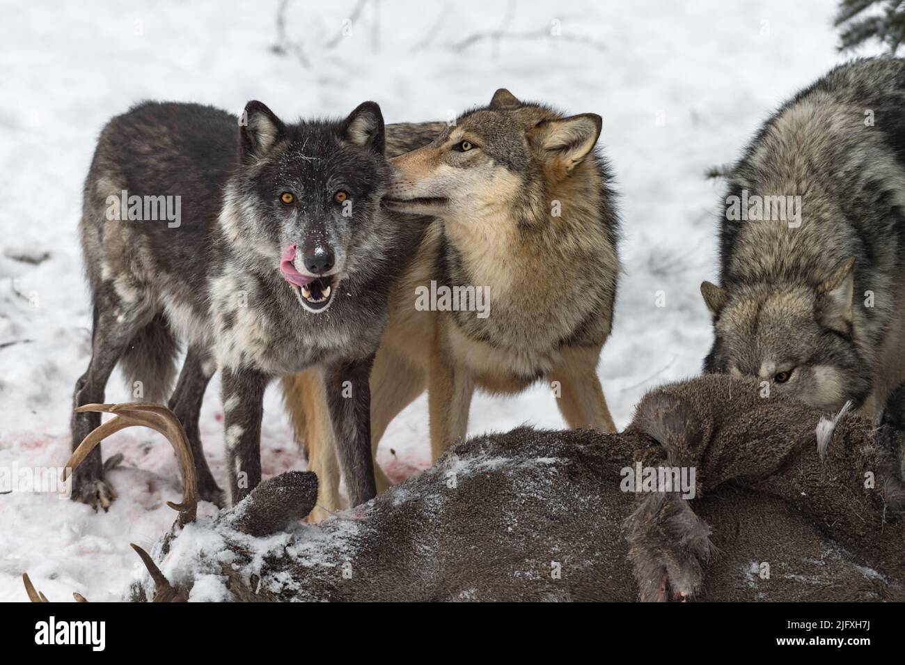 Grey Wolf (Canis lupus) Noses Black Phase Pack Mate at Deer Carcass