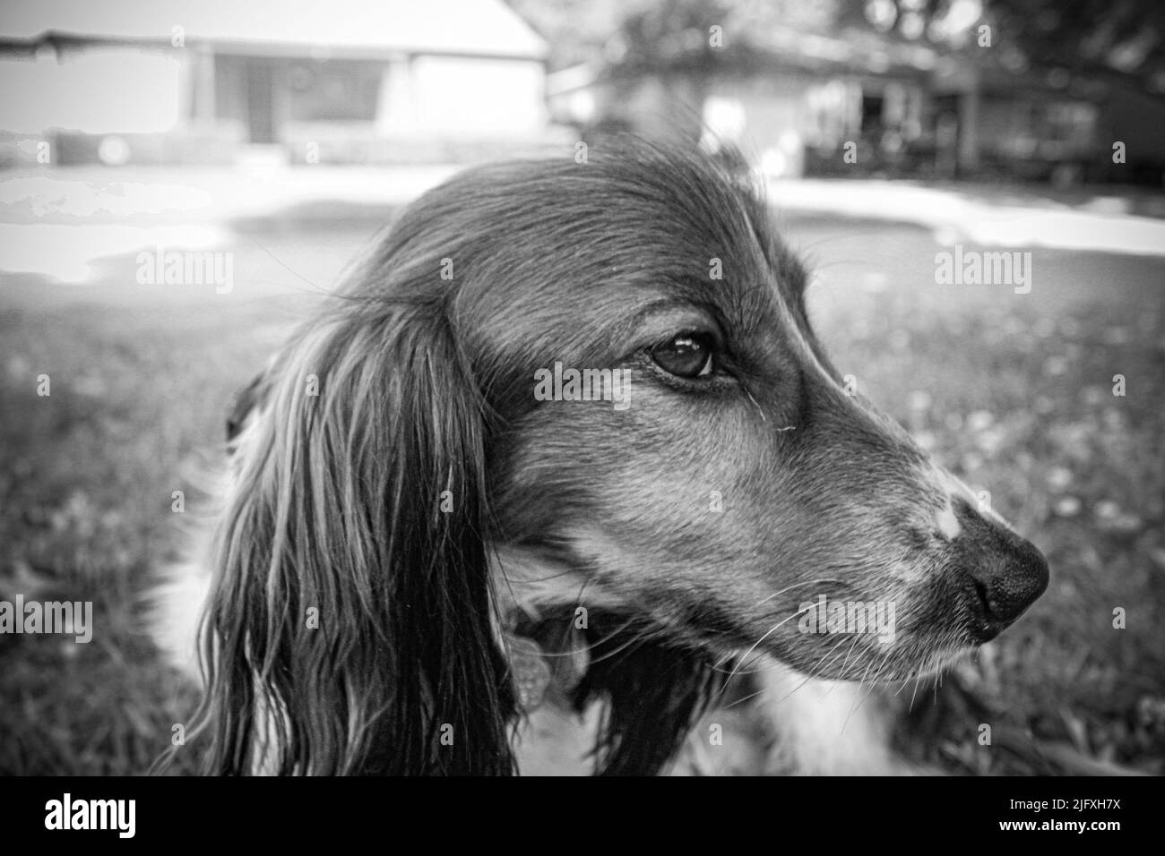 Man's best friend Stock Photo