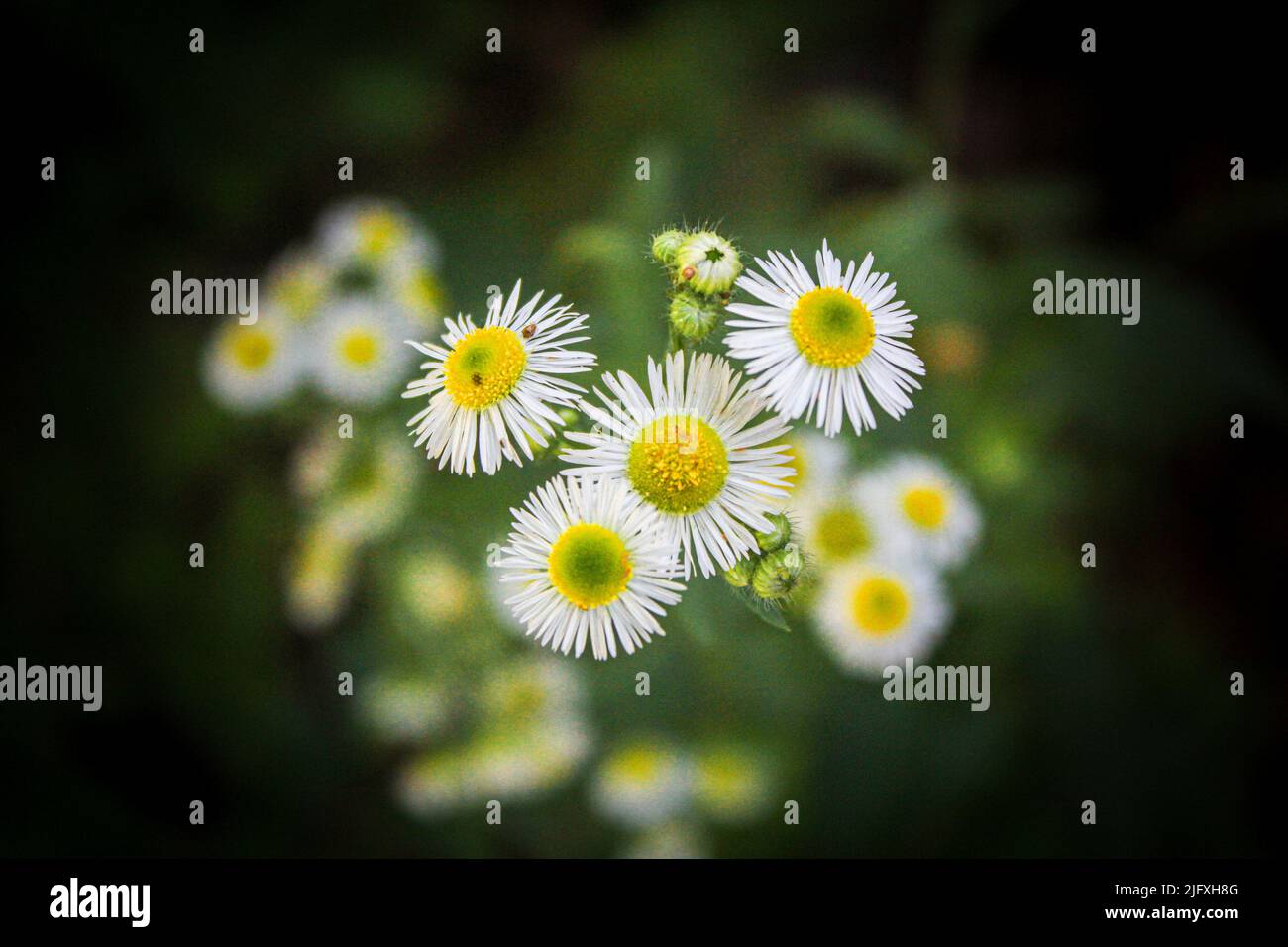 Close up flowers Stock Photo - Alamy
