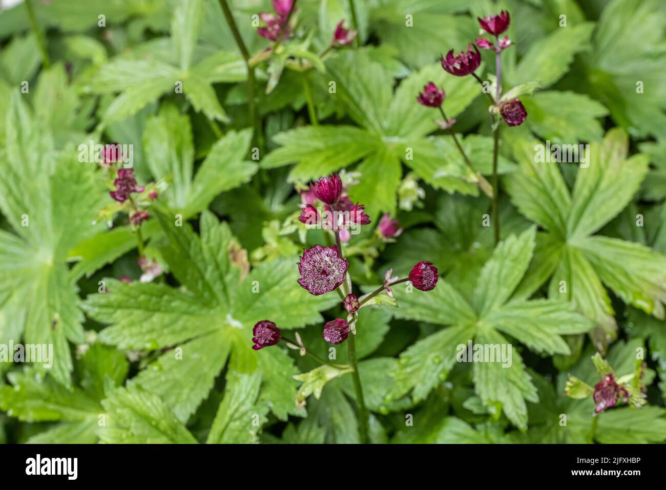 A top view of the beautiful Mourning widow flower plant Stock Photo Alamy