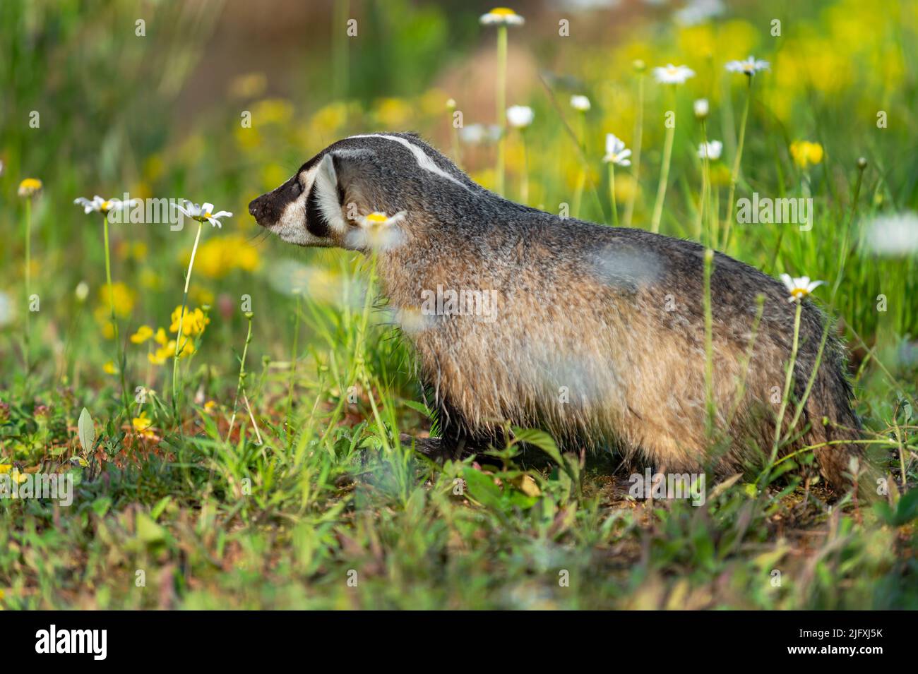 North American Badger (Taxidea taxus) and Wildflowers Summer - captive ...