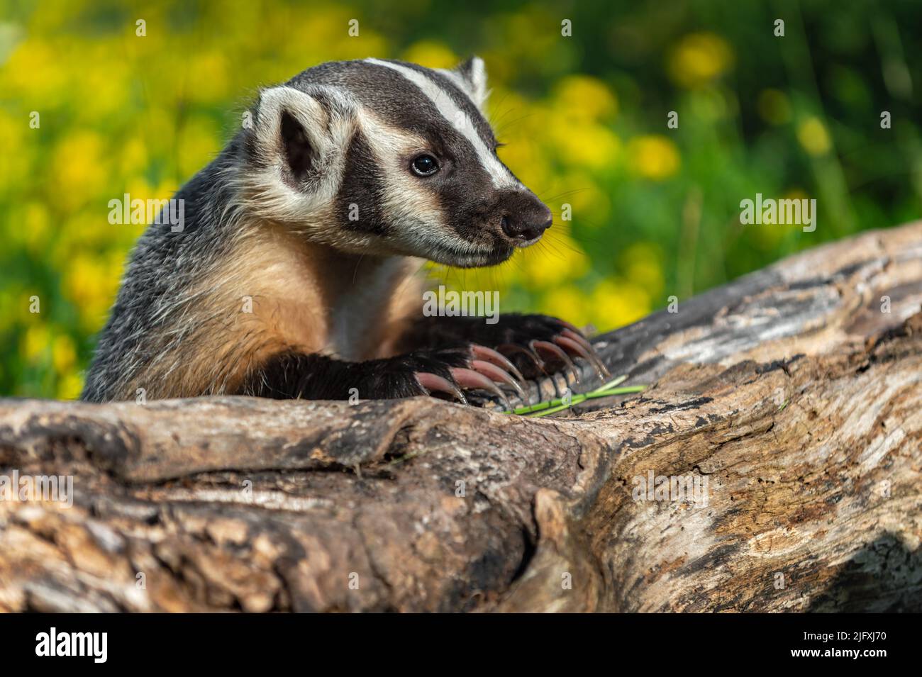 North American Badger (Taxidea taxus) Hangs Over Edge of Log Claws ...