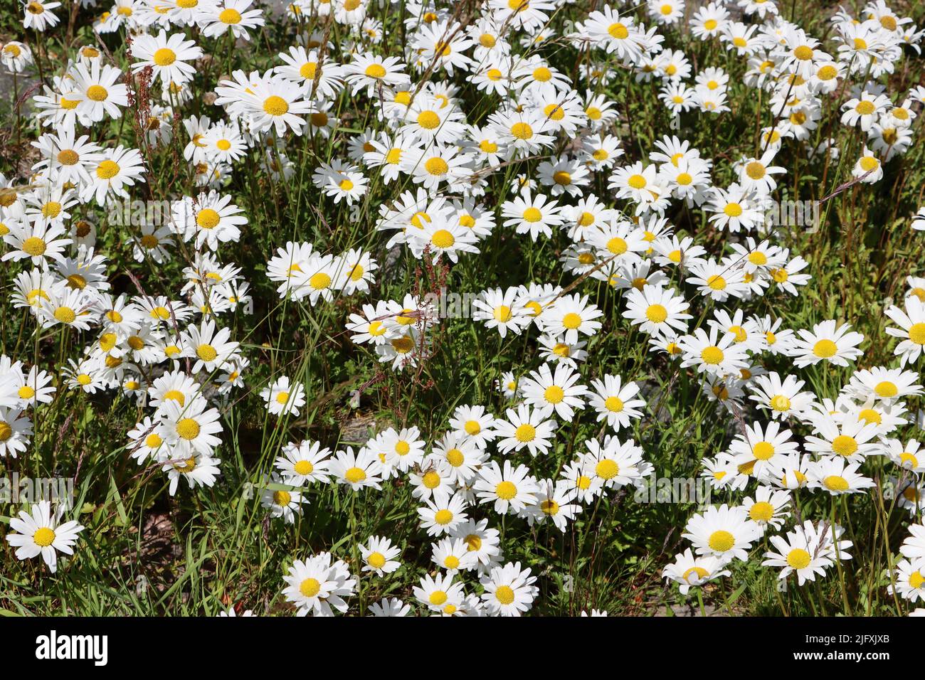 Wild daisies on an island in Fjällbacka archipelago in June 2022 Stock