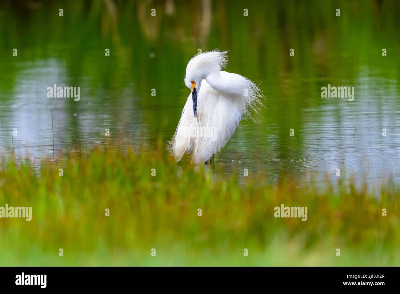 A Snowy Egret in a colorful green pond grooming in shallow water close to reeds. Stock Photo