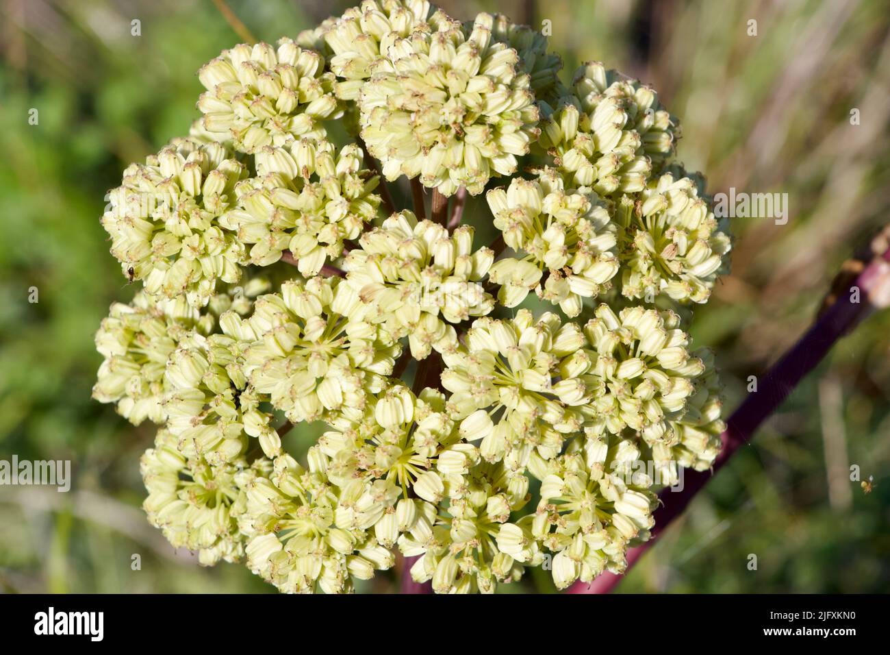 Photo of large flower in Fjällbacka archipelago in June 2022 Stock Photo