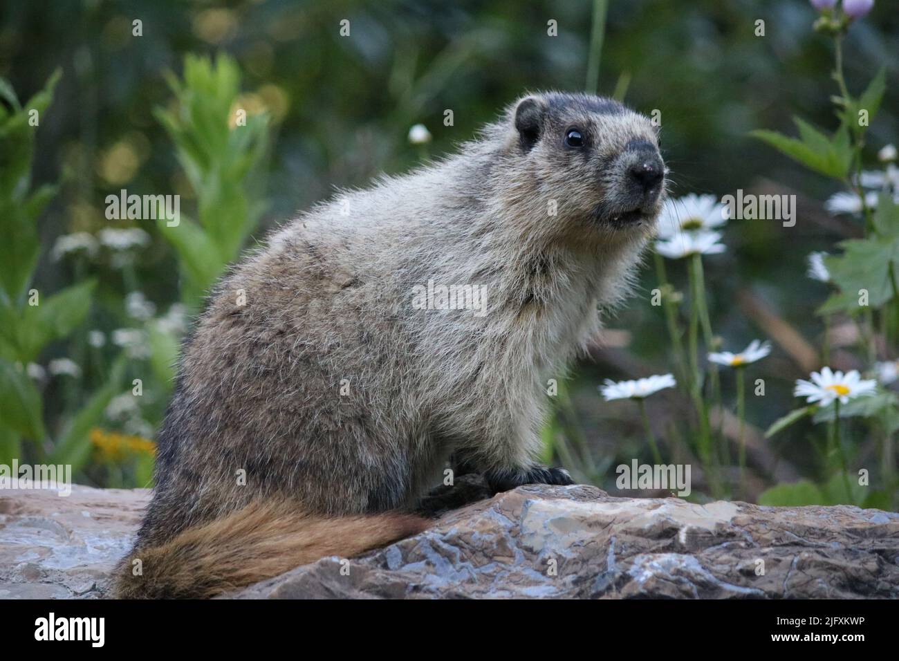 What have you been eating -Hoary marmot (Rodentia Sciuridae Marmota caligata)? Wash your face before perching on a rock wall posing by daisies! Stock Photo