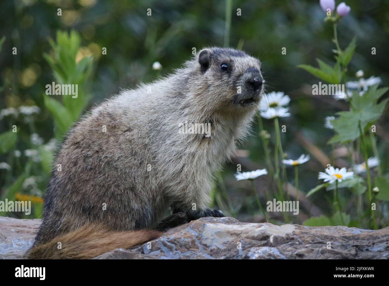 What have you been eating -Hoary marmot (Rodentia Sciuridae Marmota caligata)? Wash your face before perching on a rock wall posing by daisies! Stock Photo