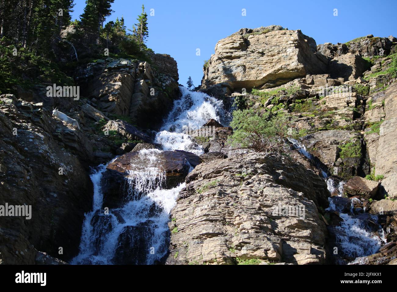Mountain Goat (Oreamnos Americanus) reposing on ledge beneath pines, overlooking pristine, cascading waterfall, Logan Pass, Glacier National Park, MT Stock Photo