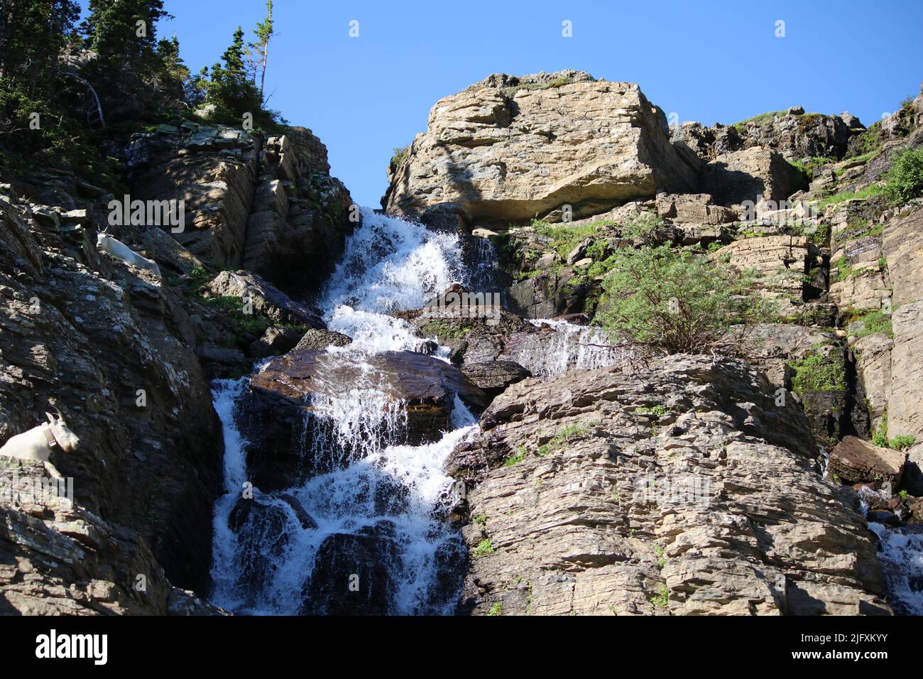 Mountain Goats (Oreamnos Americanus) reposing on ledge beneath pines, overlooking pristine, cascading waterfall, Logan Pass, Glacier National Park, MT Stock Photo