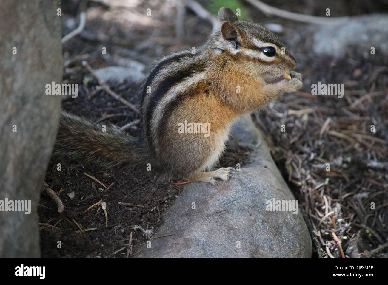 Black and white striped Least Chipmunk (Rodentia Sciuridae Tamias minimus), glassy black eyes, snacking by Baring Falls, Glacier National Park, MT, US Stock Photo