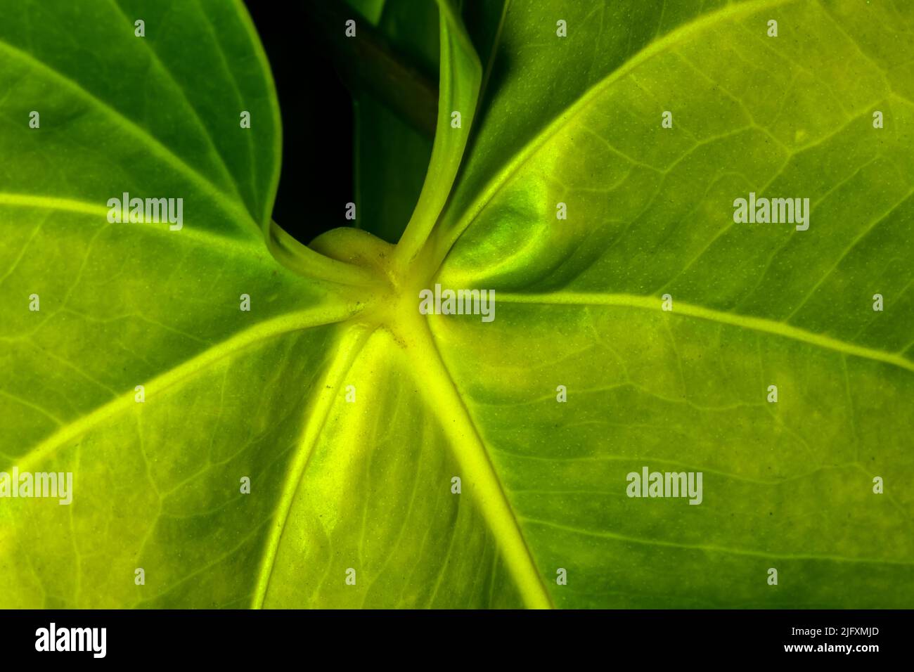 close-up of green leaf of Anthurium plan in Brazil Stock Photo