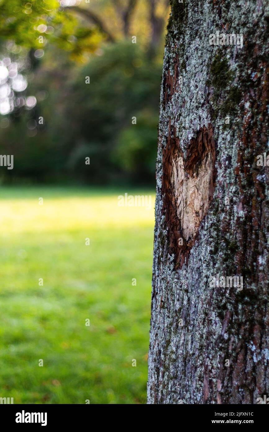 A shallow focus of of heart carved on a tree bark in the park Stock Photo